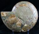 Stunning Polished Ammonite - Half #7224-1